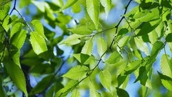 Дождь и туман придут на Сахалин 28 мая: самый точный прогноз погоды на воскресенье