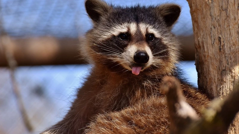 Сахалинские волонтеры спасли енотовидную собаку из домашнего плена