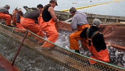 Рыбаки Сахалина вступили в борьбу за дополнительные квоты на водные биоресурсы