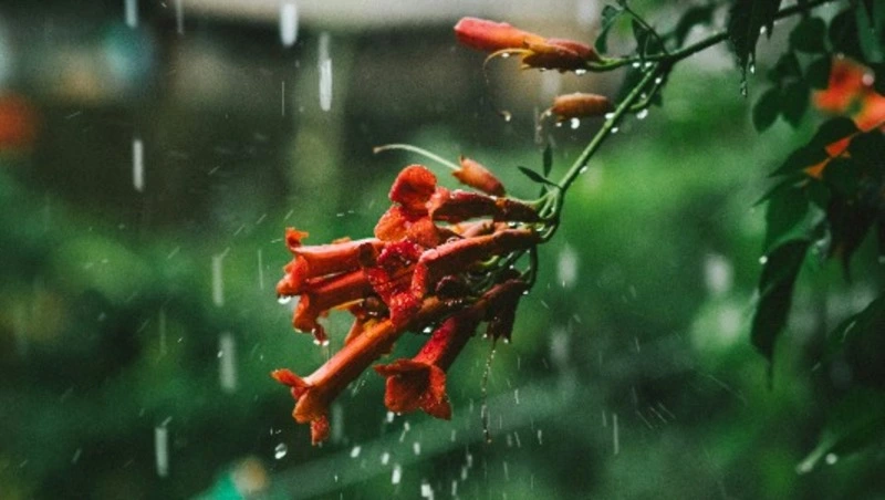 Дождь и жара до +30 градусов ждет жителей Сахалинской области 5 июля