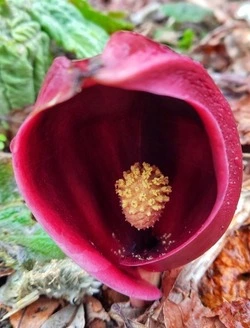 Новое название присвоили симплокарпусу вонючему на Сахалине из-за США