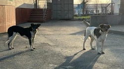 За неделю в Южно-Сахалинске отловили 54 бездомные собаки 