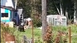 Взрослый медведь пришел за урожаем в огород на юге Сахалина