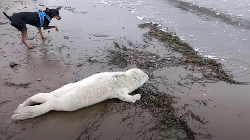 Собака сахалинцев облаяла малыша нерпы