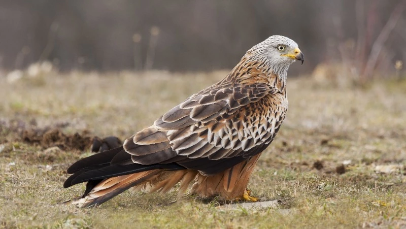 Защитники дикой природы спасли пострадавшего ястреба на Сахалине