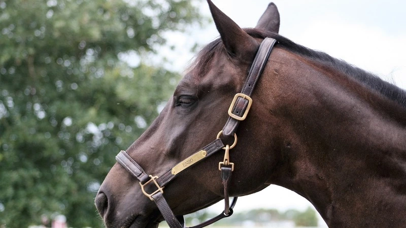 Копытом в живот: на Сахалине лошадь убила мужчину
