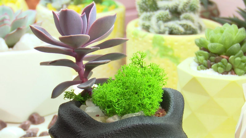 Жительница Сахалина открыла ферму суккулентов с поддержкой правительства