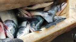 Первую кету по низкой цене привезли в Корсаков 