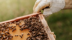 Пчеловоды Сахалина обменялись опытом с коллегами в Рязани