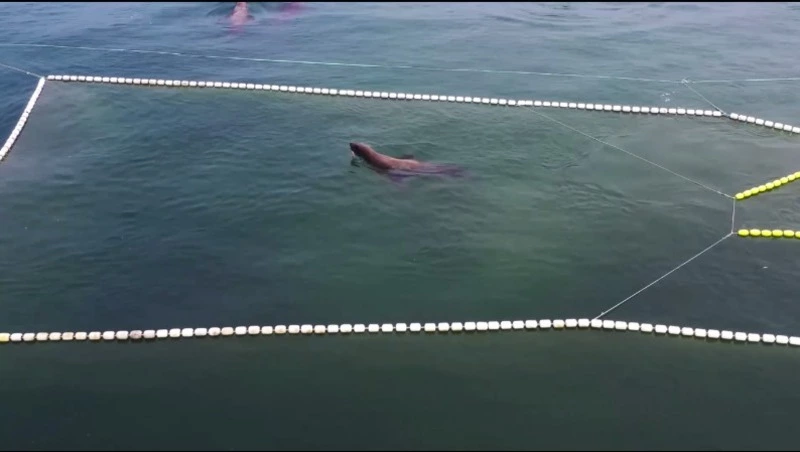 Сахалинский блогер показал сивучей, которые приплыли на обед к побережью Сахалина