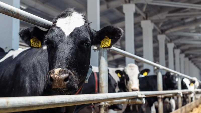 Призвание - кормить людей