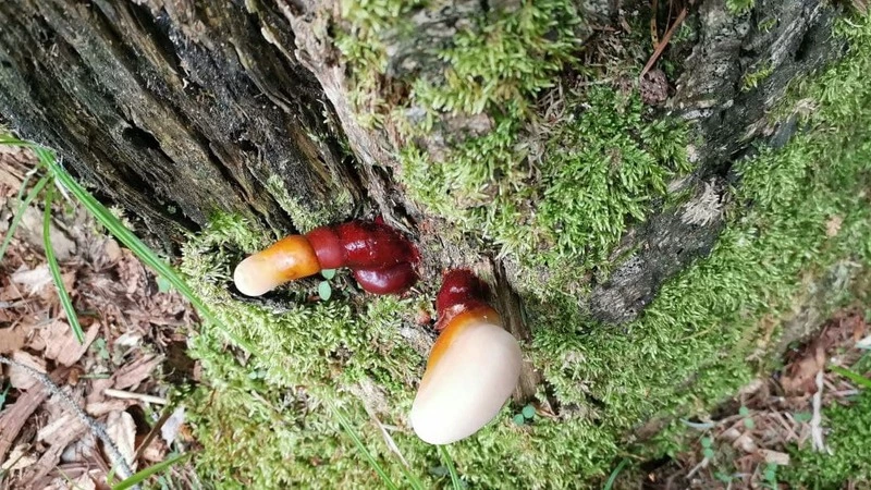 Редчайший гриб бессмертия нашли на Курилах