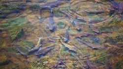 На Сахалине компания потратила млн рублей на исследование реки под рыборазведение, а контракт увели