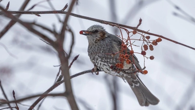 Синоптики зафиксировали на Сахалине аномально теплую погоду