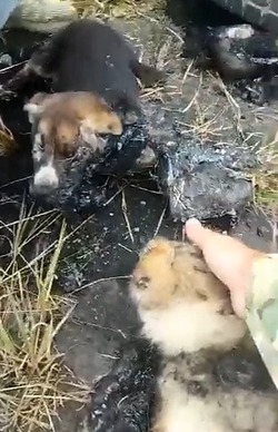 Появилось видео спасения щенков из остывшего битума в Южно-Сахалинске 