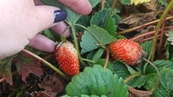  Осенний урожай клубники собрала дачница в Южно-Сахалинске