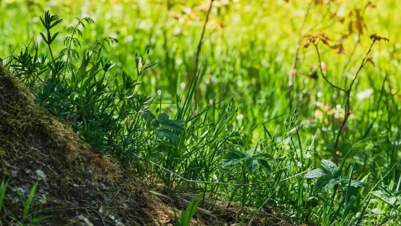 Церковный праздник 29 июня 2025: что нельзя делать в этот день, приметы