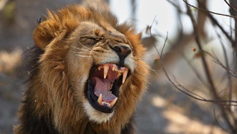 Львы-людоеды напали на владельца крымского сафари-парка «Тайган»