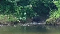 Медвежью рыбалку на реке Анивского округа запечатлели на камеру