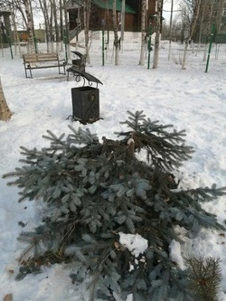 Неизвестные срубили верхушку голубой ели в сквере Поронайска 2 января