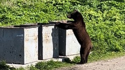 Молодой медведь устроил проверку мусорных баков в селе Долинского района