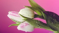 Высокая влажность и южный ветер установятся 8 марта в Южно-Сахалинске