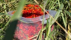 Валерий Лимаренко предложил сахалинцам собрать грибы и ягоды в выходные