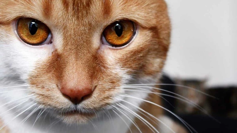 Сахалинцы выяснили, есть ли душа у кошки