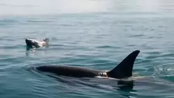 Охоту косаток заснял дрон у берегов Сахалина