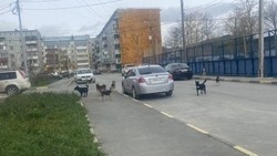 «Кидаются на детей и прохожих»: бездомные собаки оккупировали двор в Южно-Сахалинске