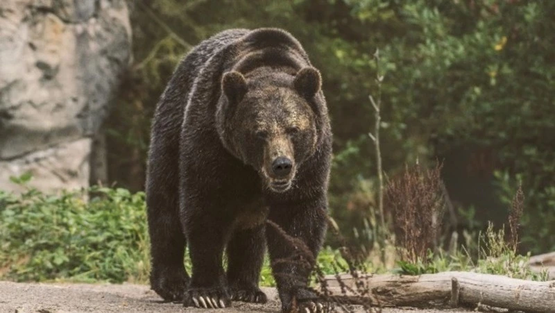 ВТБ и Фонд защитников природы запускают проект «Земля медведя»