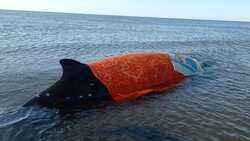 Стало известно о состоянии кита, застрявшего на севере Сахалина