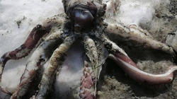 Гигантских осьминогов нашли на берегу моря сахалинцы