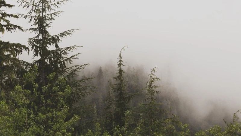 Туман накроет Сахалин и Курильские острова 12 апреля