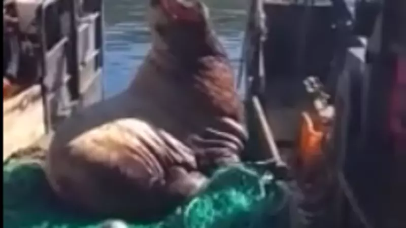 Огромный сивуч устроил лежбище на судне рыбаков. «Знаем, знаем! Твой пароход»