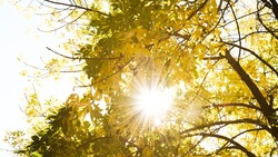 Солнечную погоду и тепло принесет антициклон на юг Сахалина к 16 и 17 сентября