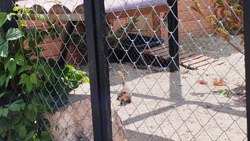 Детеныши носух и северных оленей родились в Сахалинском зоопарке