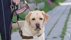 «Друг и помощник»: жителям Южно-Сахалинска расскажут про собак-поводырей