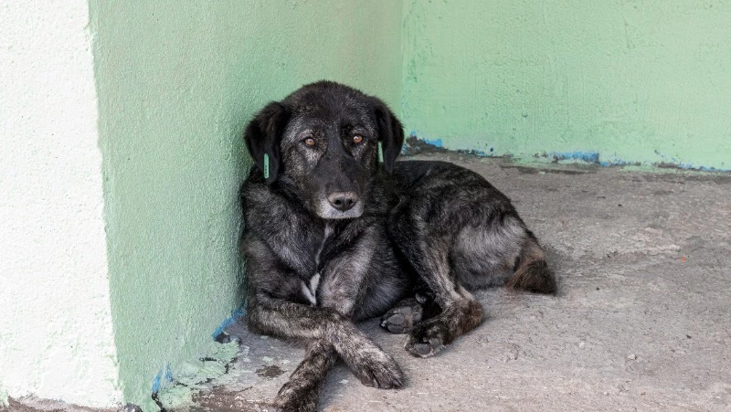 Следователи взялись за дело о нападении собаки на женщину в Невельске 