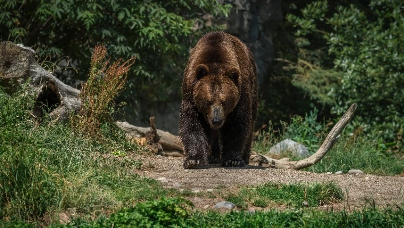 Охоту на медведя продлили на Сахалине 