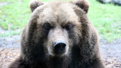 Эксперты советуют сахалинцам смотреть медведям в глаза при хищнической атаке