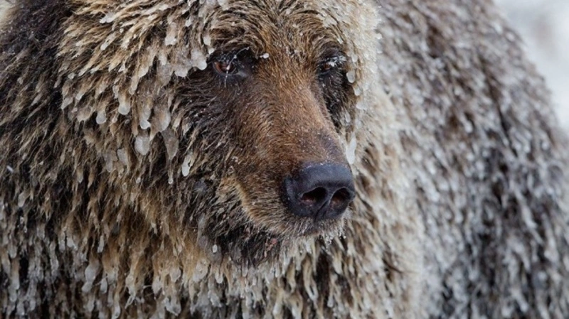 Кто в берлоге хозяин?