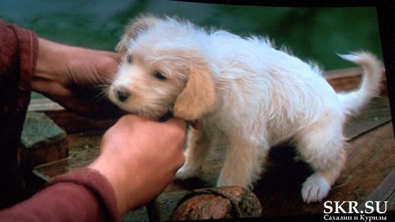 Сахалинцы плакали на кинопоказе про «Му-му»