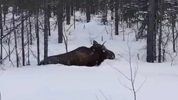 Сахалинские лесничие спасли запутавшегося в проводах лося 