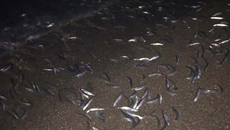 Массовый выброс мойвы произошел в Углегорском районе