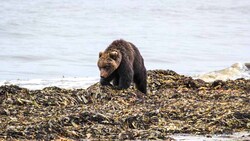 Каякеры на севере Сахалина наткнулись сразу на 16 медведей