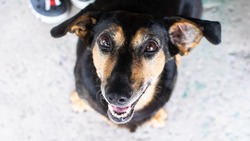 Счастливая старость: как возрастная собака Боня из приюта «Пес и Кот» нашла семью