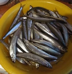 Рыбаки похвастались уловом крупной корюшки в Углегорском районе