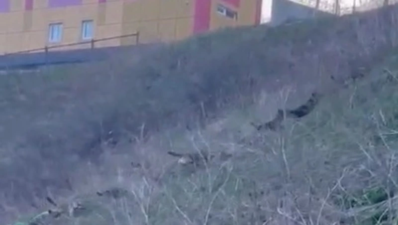 Стая бродячих собак пронеслась по пригорку в центре Корсакова