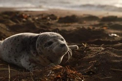 Детеныша нерпы нашли на побережье Сахалина — он испугался шторма